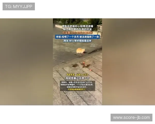 四川主场流浪猫闯入赛场，意外事件折射俱乐部管理问题